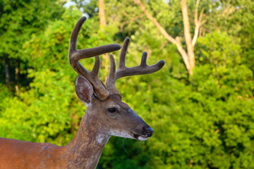 Wall Mural - White-tailed deer buck with velvet covered antlers in summer