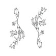 © SunnyColoring - Vector hand draw illustration bellflower,  outline wild plant witn flowers and leaves for design and creativity