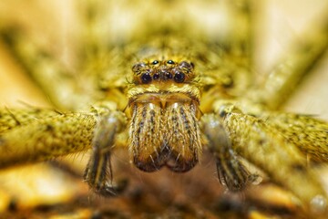 close up spider