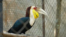 Portrait Of The Wreathed Hornbill In The Cage. Rhyticeros Undulatus, Known As The Bar-pouched Wreathed Hornbill.