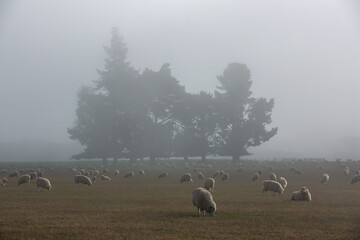 Wall Mural - Flock of sheep in nature on meadow. Rural farming outdoor in New Zealand.