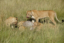Lion Pride (females And Cubs) Feeding On A Zebra Kill, Masai Mara Game Reserve, Kenya