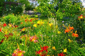 Canvas Print - ein blühender Tagliliengarten im Sommer - a garden with many daylily flowers