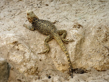 Steppe Agama, Trapelus Sanguinolentus, Inhabits The Dry Steppe Habitats Of Eurasia, Feeds On Insects