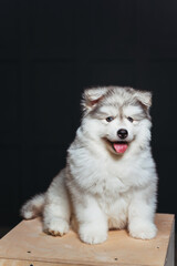 Wall Mural - Cute fluffy husky puppy with tongue hanging out on a dark background. White husky puppy with an evil mask. Puppy studio portrait