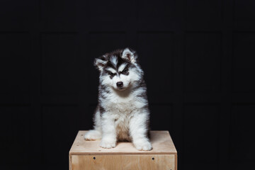 Wall Mural - Cute fluffy husky puppy on a dark background. Black and white husky puppy with an evil mask. Puppy studio portrait