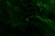 © Antibydni - Gloomy dark green large fern leaves background. Top view. Close up. Natural background and eco concept. Moonlight falls on top of leaves.