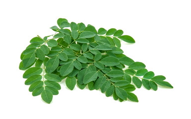 Moringa leaves isolated on white background