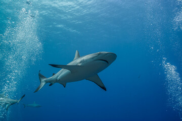 美しい波紋を見せる海面を背景に泳ぐオグロメジロザメ,carcharhinus amblyrhynchos  。ミクロネシア連邦ヤップ島