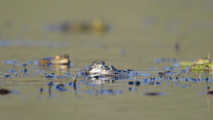 Wall Mural - Green Marsh Frog (Pelophylax ridibundus) croaking on a beautiful light