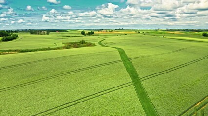 Wall Mural - summer green field in sunny day, aerial view