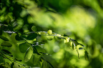 tree leaves and bokeh light background