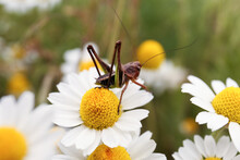 Grasshopper  Sitting On Beautiful Chamomile Flower Outdoors, Closeup