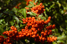Branch Of Red  Berries In Sunlight Close Up