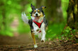 Tricolor happy dog in harness running in forest