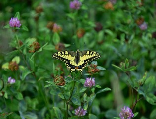 Sticker - butterfly on a flower