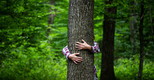 Woman Hand Embracing A Tree In Green Forest - Nature Loving, Fight Global Warming, Save Planet Earth