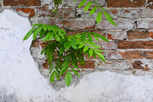 Wisteria Twig On The Background Of An Old Brick Wall
