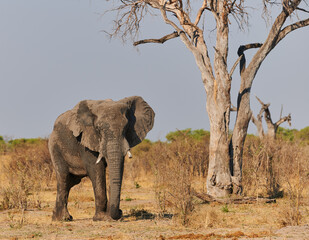 Poster - Big elephant walking in an african park