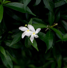 Orange Jasmine, China Box, Andaman Satinwood, Cosmetic Bark Tree. The Frangipani Flowers In Natural Backgrounds Lights. Fragrant Flowers Of Arabian Jasmine