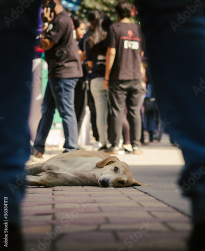 Low Section Of People With Dog On Street