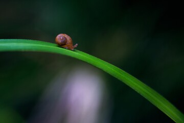 Canvas Print - Beautiful selective focus shot of a tiny brown snail on a grass blade