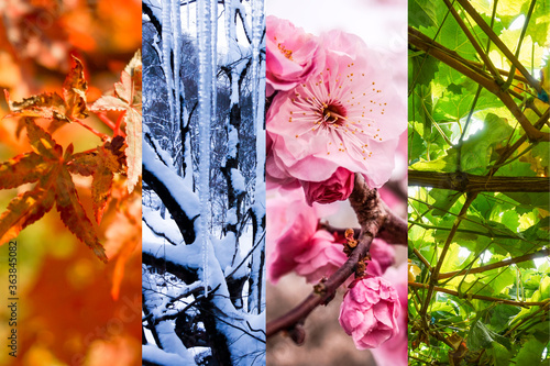 海外向け 秋始まり 春夏秋冬のコラージュ背景画像 4 Wall Mural Goniva74