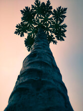 Low Angle View Of Palm Tree Against Sky