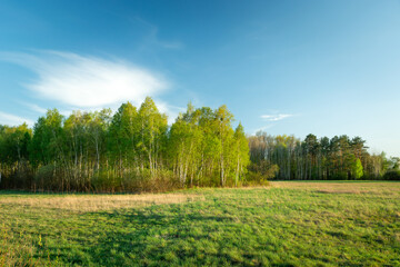 Wall Mural - Glade and forest with birches on a spring day