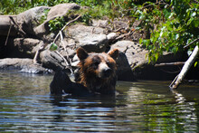 Grizzly Bear Swimming In A Pond
