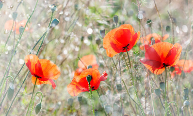 red poppies on a field close up