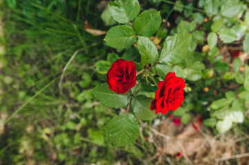 Two beautiful blooming red roses grow in the garden close-up. Garden flowers for sale and gifts.