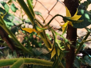 Bright yellow flowers of tomatoes on the branch,the Young tomato plant flowers growing at Organic garden ,Italy