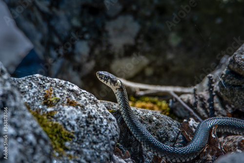 Fotografía Close-up Of Lizard On Rock