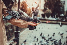 Cropped Shot Of Beautiful Woman Feeding Pigeons From Hands.
