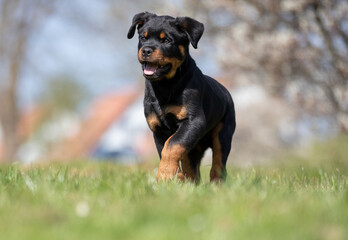 Wall Mural - Happy Rottweiler puppy outdoor