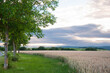 landscape_cornfield_trees_meadow_evening sky