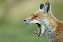 Red Fox Headshot In Profile Whilst Yawning Showing Curled Tongue.  