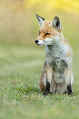 Wall Mural - young female red fox sitting in a field with grass in the background.