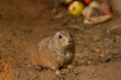© svetjekolem - wild hairy mammal gopher in the desert on the sand during the day