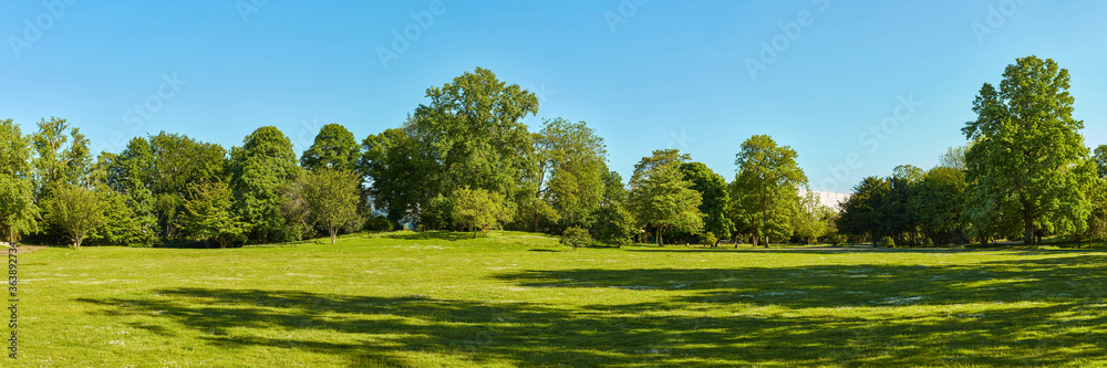 Green meadow in the park with trees and sky in summer - obrazy, fototapety, plakaty 