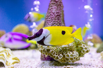 Foxface Rabbitfish at Thailand Ocean