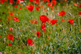 Fototapeta Maki - Common Poppy (Papaver rhoeas) in green natural background. Summer floral background