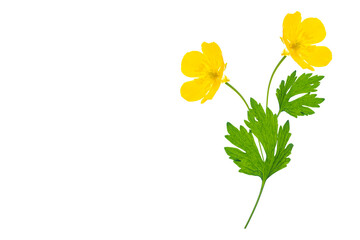 Wall Mural - yellow wildflowers buttercup isolated on white background.