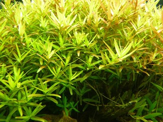 Closeup shot of water plants with green leaves in a transparent water tank