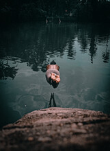Rear View Of Man Swimming In Lake