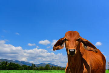 Brown calf in the green pastures on a sunny spring day with blue skies in the clouds mountains background.