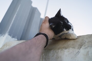 Sticker - Low angle shot of a person holding a black and white cat under a blue sky