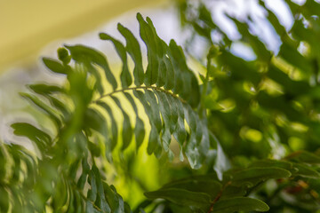 green fern leaves