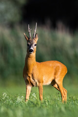 Wall Mural - majestic roe deer, capreolus capreolus, standing on meadow in summer nature. magnificent roebuck loo
